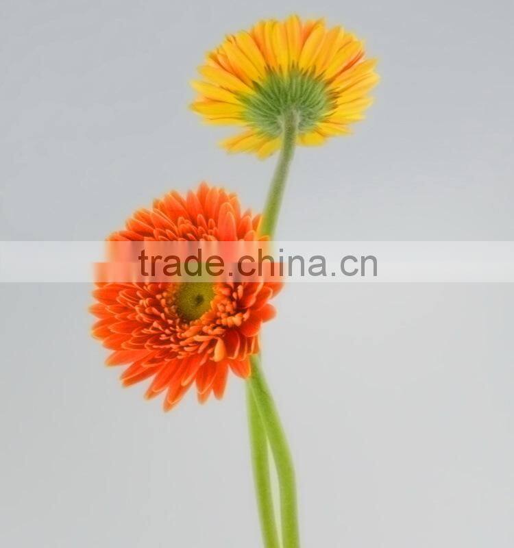 Fashion Golden Sun buy gerbera flowers