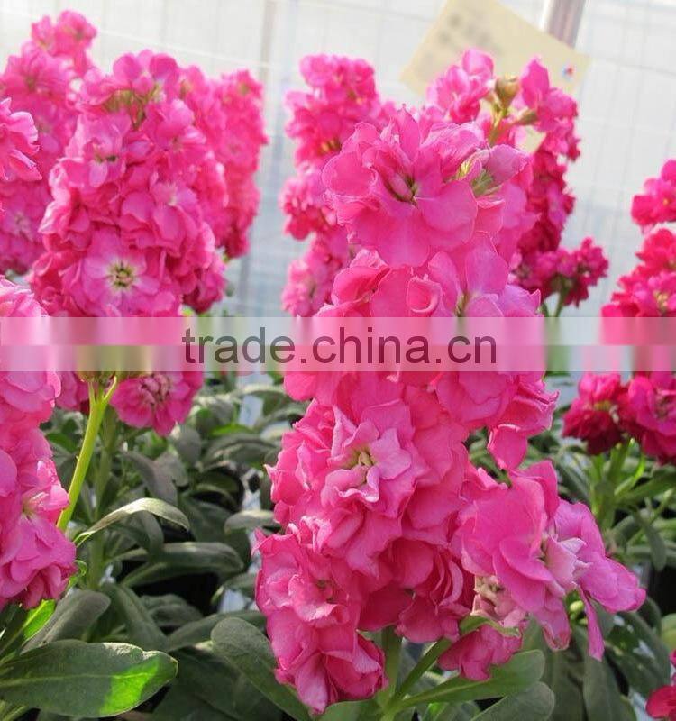 Best quality hotsell red violet flower
