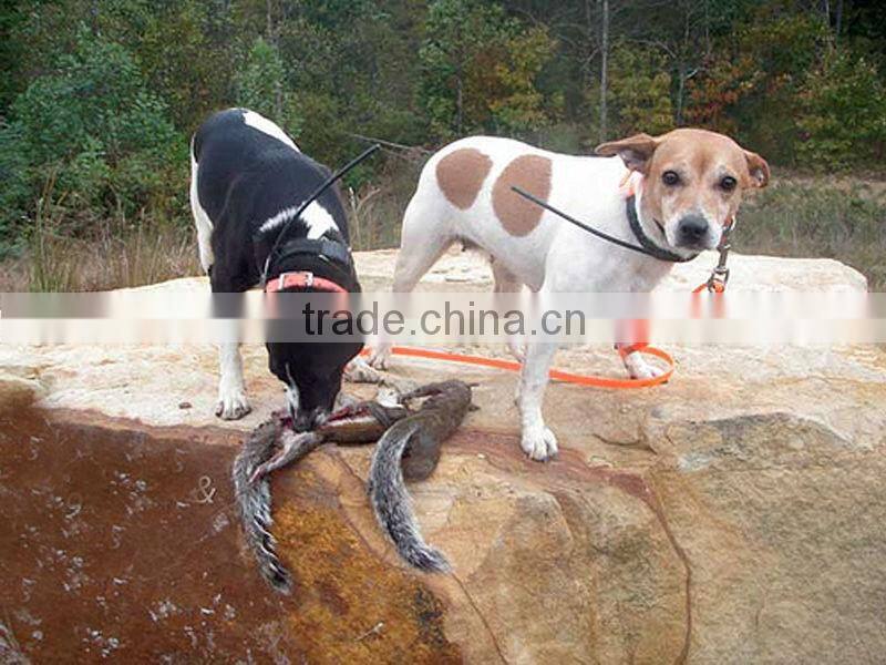 French TPU dog collar in blaze orange adjustable