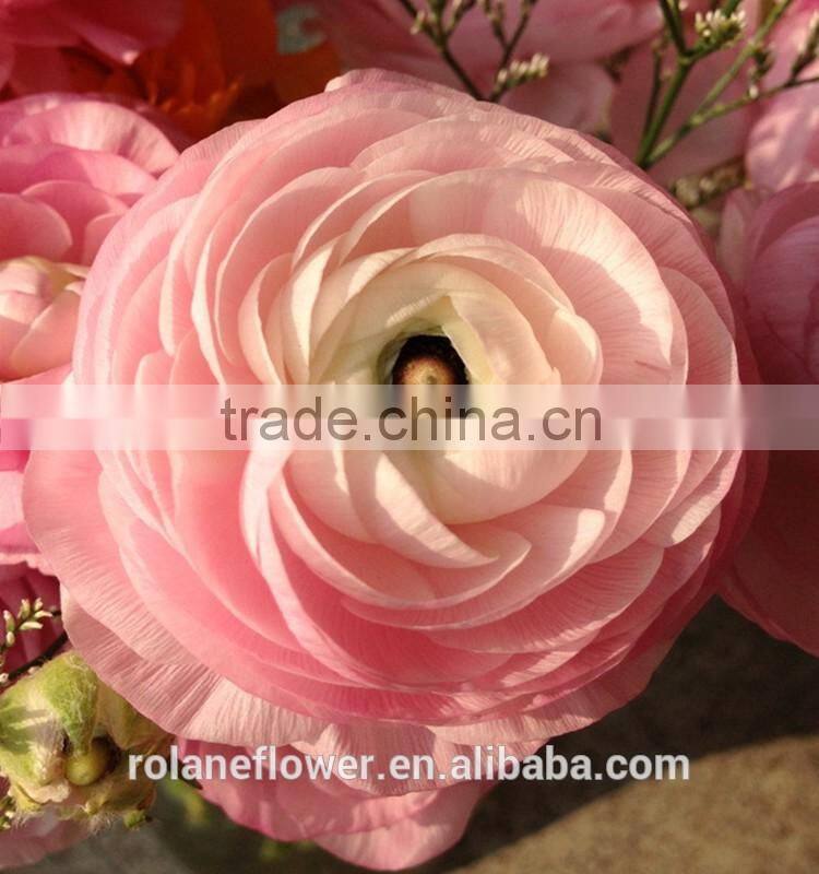 2016 Ranunculus asiaticus with fresh Beautiful Flowers