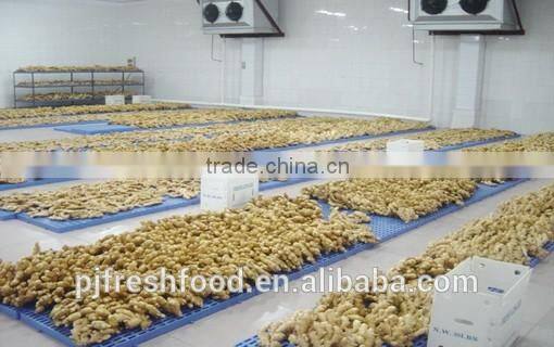 Specification fresh ginger/specification dry ginger