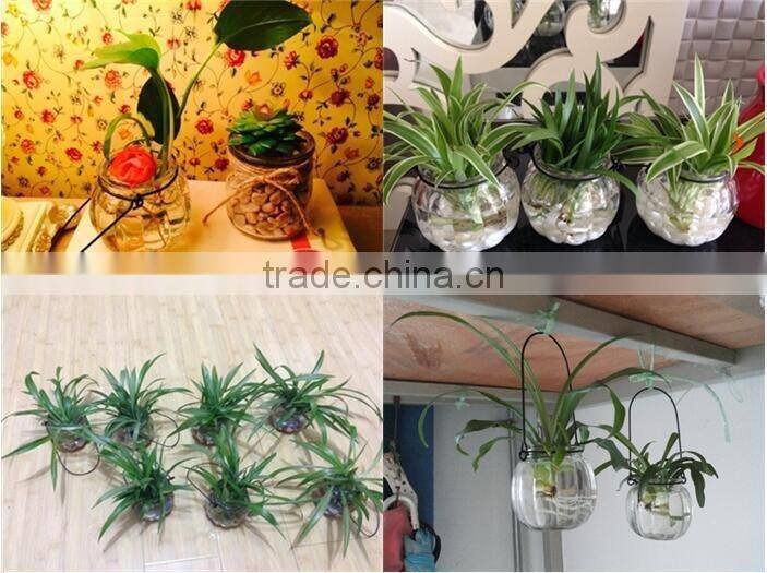 hang transparent glass vase/Other copper grass plants hang bottle hydroponic flower pot