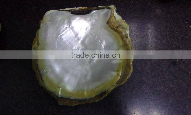Natural big yellowlip mop shell raw material