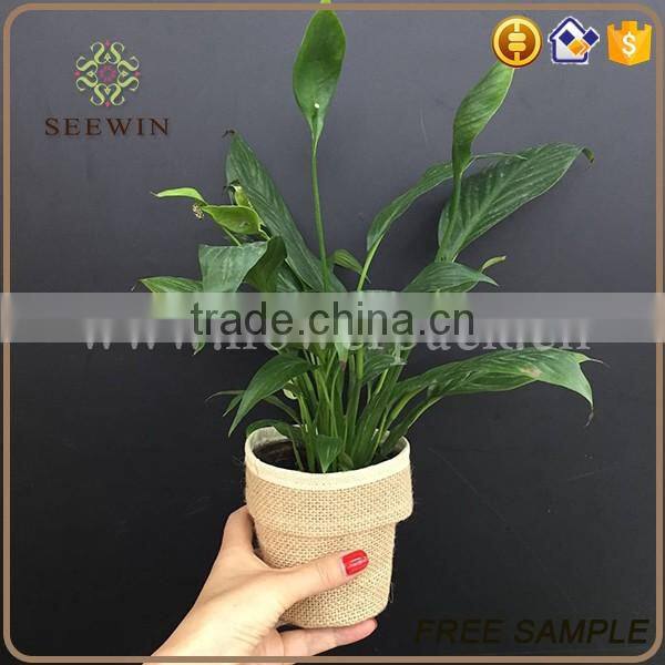 wholesale various colors bopp plastic flower pot