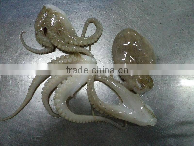 frozen Baby Octopus