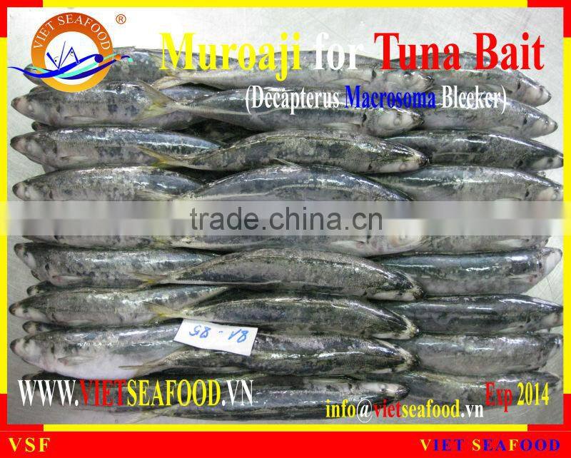 MUROAJI FOR TUNA BAIT