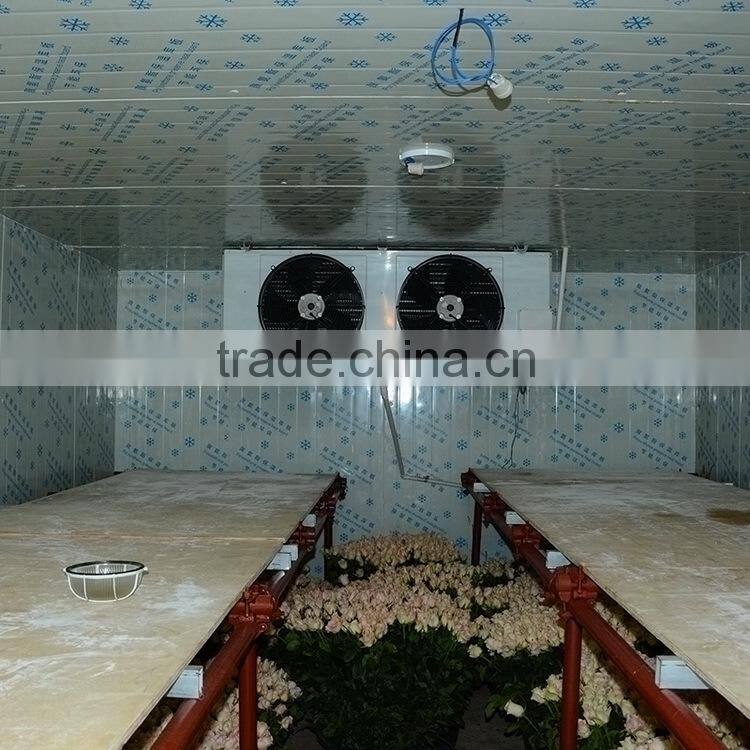 Excellent quality Best-Selling purple violets from yunnan