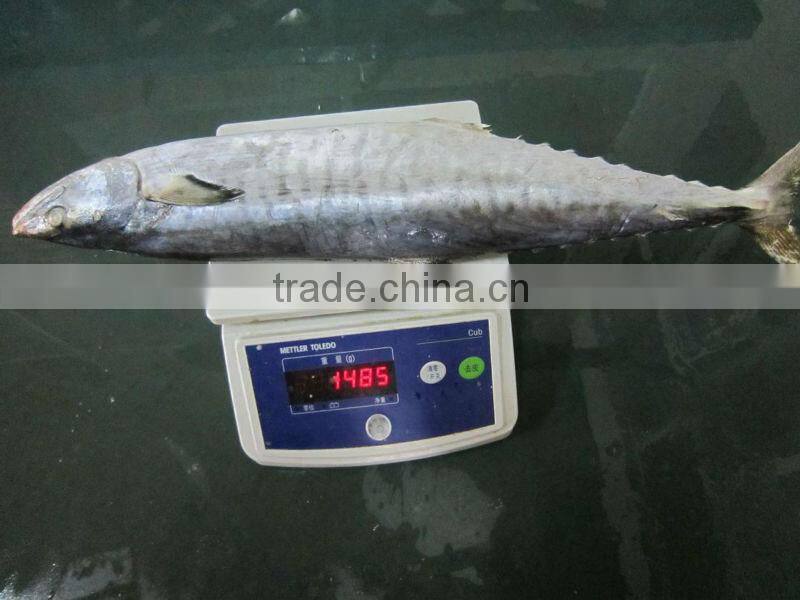 1/2kg spanish mackerel 1000g-2000g IQF IWP