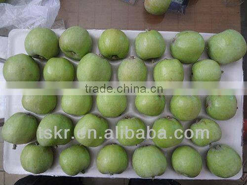 apple fruit fresh olden crisp apples non-bagged golden apples this year