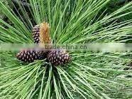 Essential Oil of Pine
