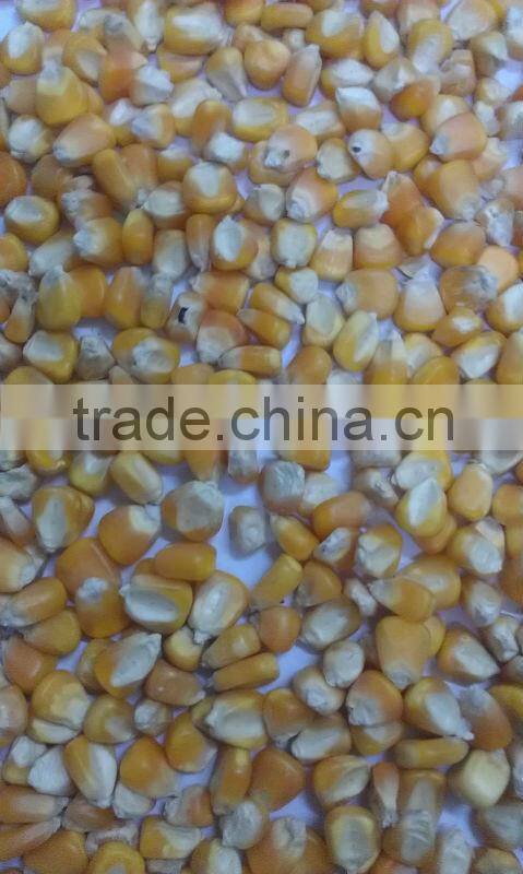 FEED GRADE YELLOW CORN