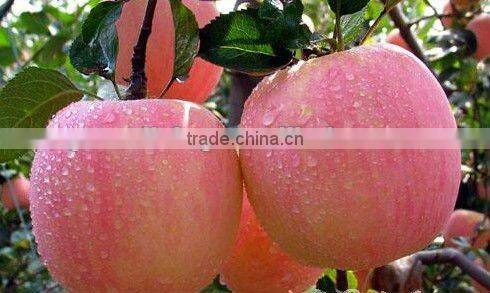 Fuji apple with High sugar content