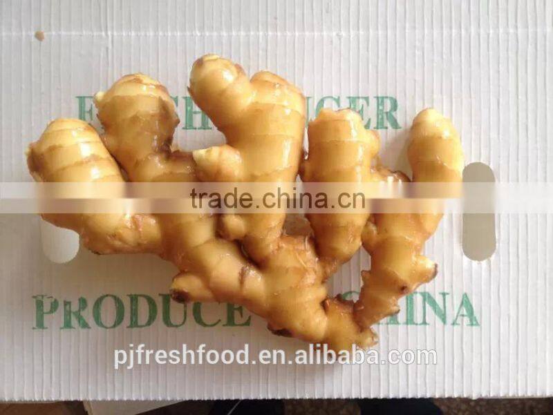 Specification fresh ginger/specification dry ginger