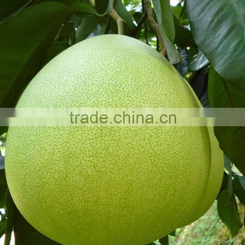 Delicious fruit pomelo