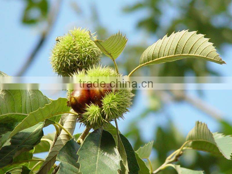 Organic Roasted Chinese Chestnuts