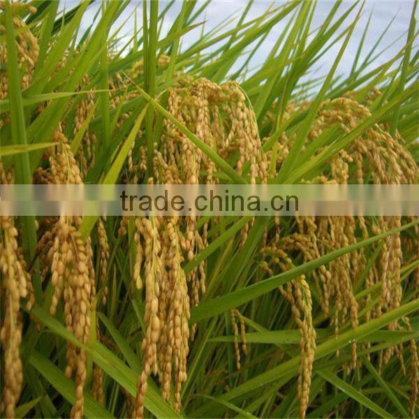 small combine brown rice milling and grinding machine 0086-13703827012