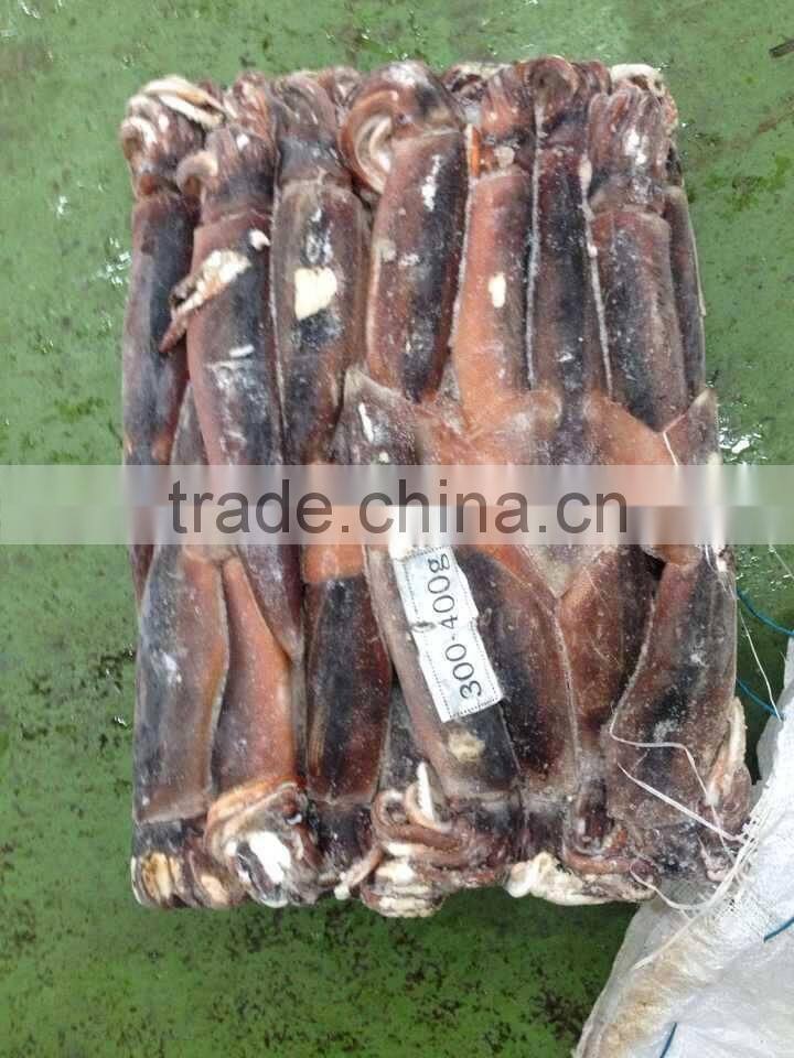 300-400g Sea Frozen W/R Illex Squid