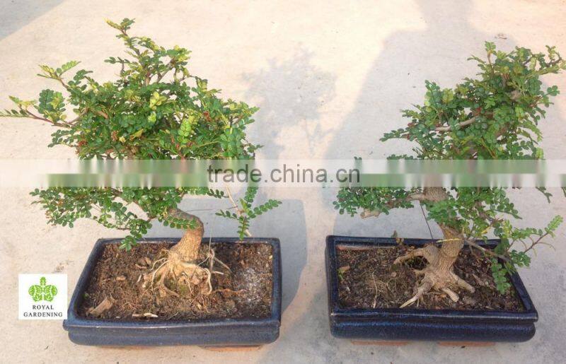 Zanthoxylum Odorum bonsai S shape