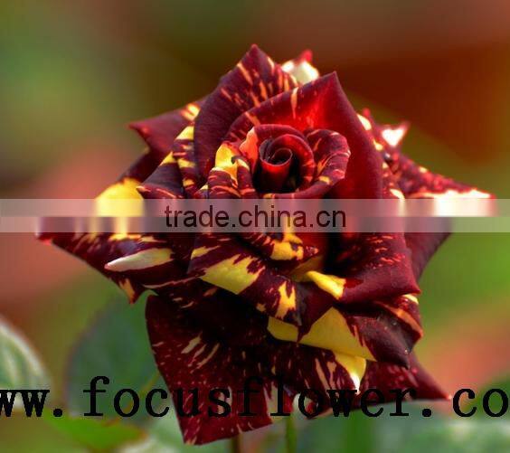 hot selling black roses sale High Quality Fresh Cut Flower spray rose Meteor shower for banquets factory prize supply