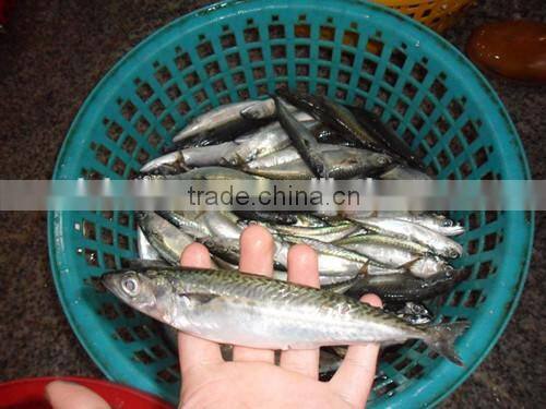 Frozen pacific mackerel for sale with size - 80g