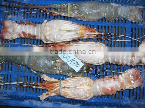 FROZEN RAW LOBSTER WHOLE