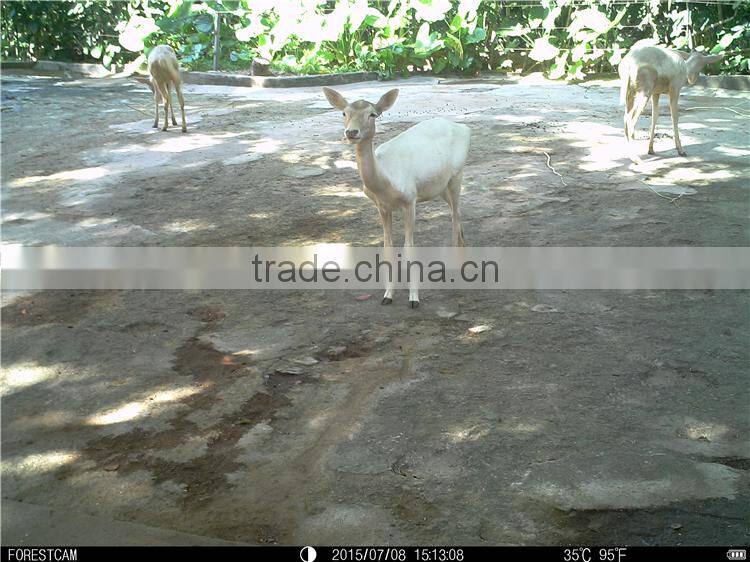 Motion Activated 940NM MMS GSM Hidden Hunting Camera