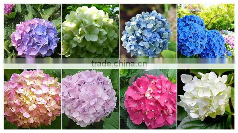 Professional Export High Quality Real Touch Hydrangea With Good Smell