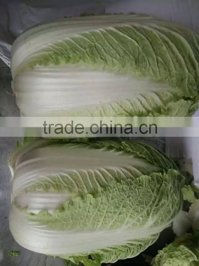 Fresh Chinese cabbage