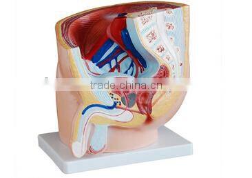 Men Sagittal anatomy model for educationsl teaching