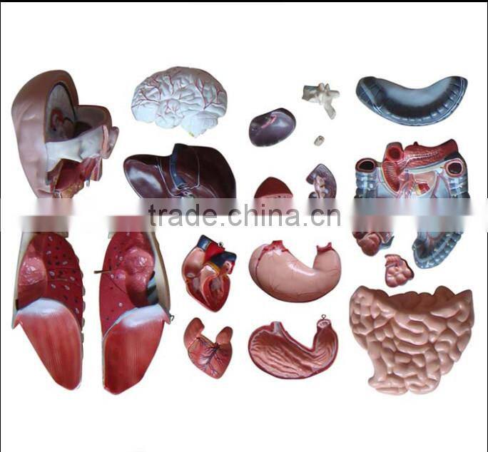 Dual Sex Torso model With open back 85cm 27parts