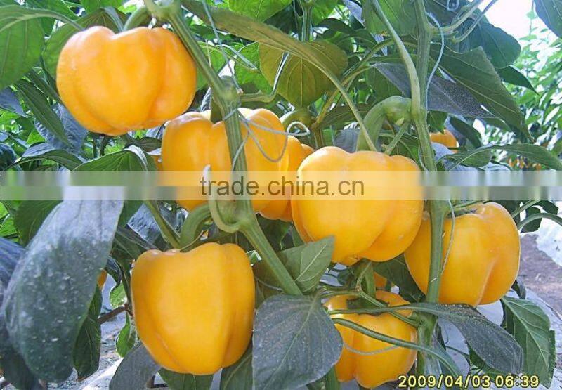 Fresh Red/Yellow Pepper