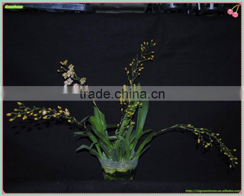 Live Oncidium orchid