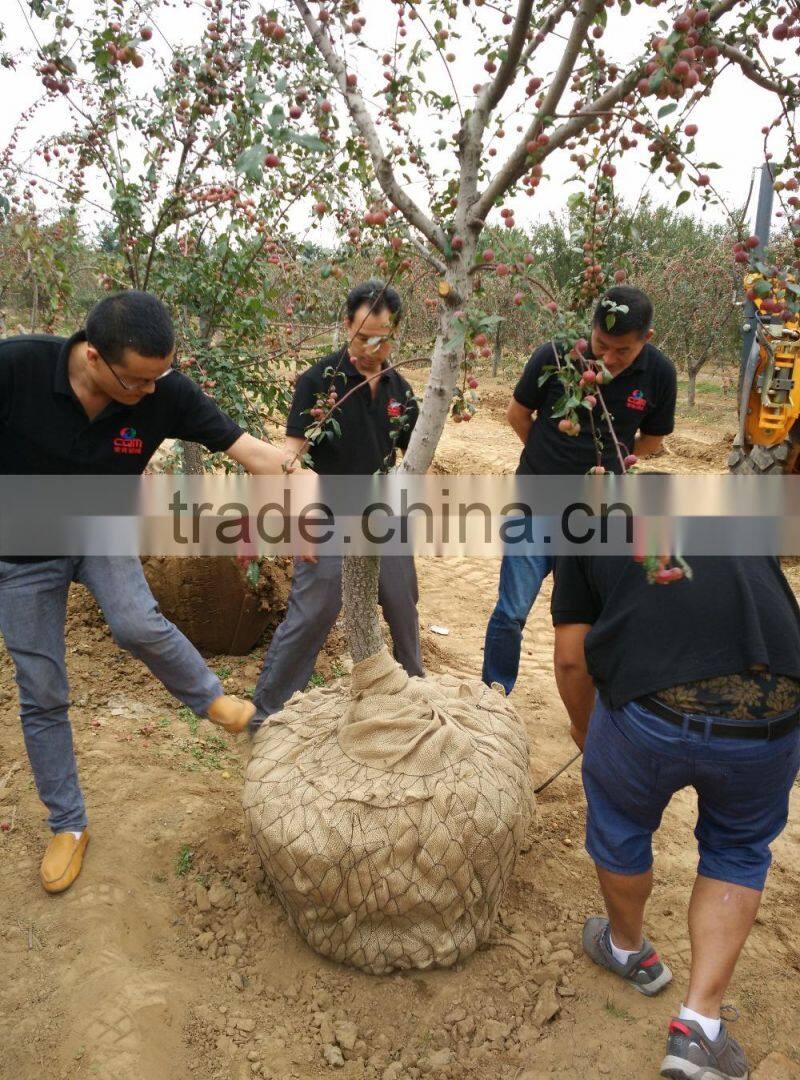 Multifunction for Tree spade or tree transplanter in China