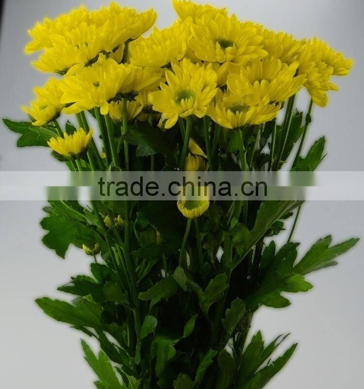 Natural hot selling decorative flower chrysanthemum