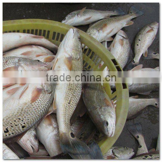 Frozen fresh sciaenops ocellatus fillet