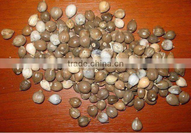 Huayruru Pure Red Natural Loose Seed Beads