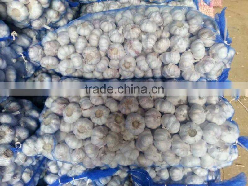 fresh white garlic 55-60cm oganic fresh garlic