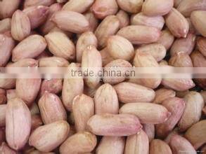 Peanut kernels in long shape for sale