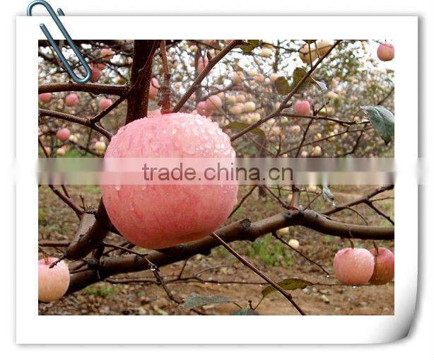 Famous China YanTai best price fresh fuji apple