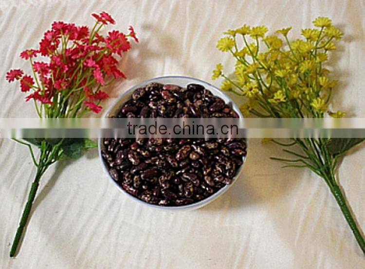 Purple speckled Kidney Bean