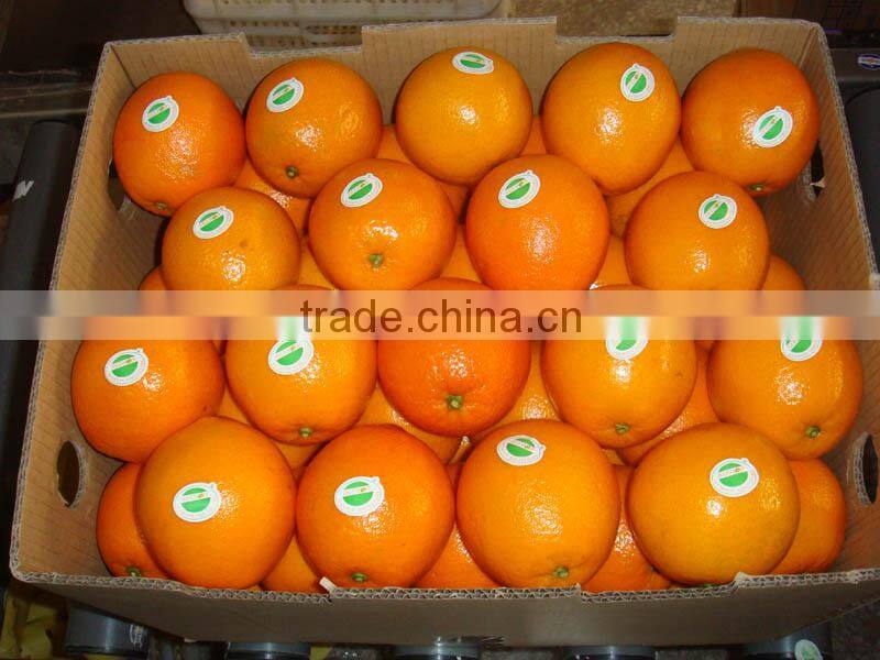 fresh navel orange