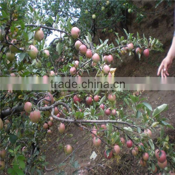 Chinese gala apple/ Gala apple for sale