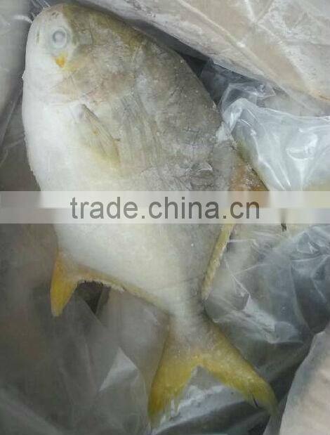 tropical fish exporters Gold pomfret