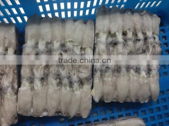 IQF frozen baby loligo squid
