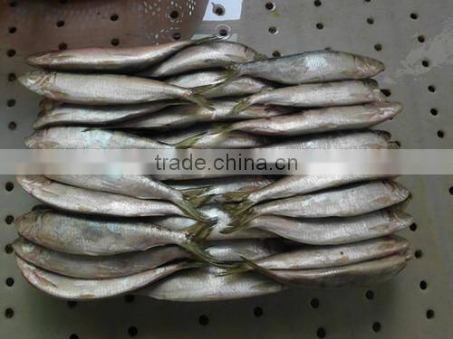 Good quality frozen Sardines 6-7pcs/kg