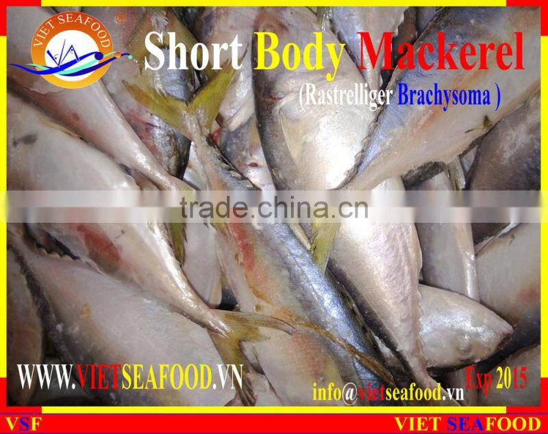FROZEN SHORT BODY MACKEREL W/R