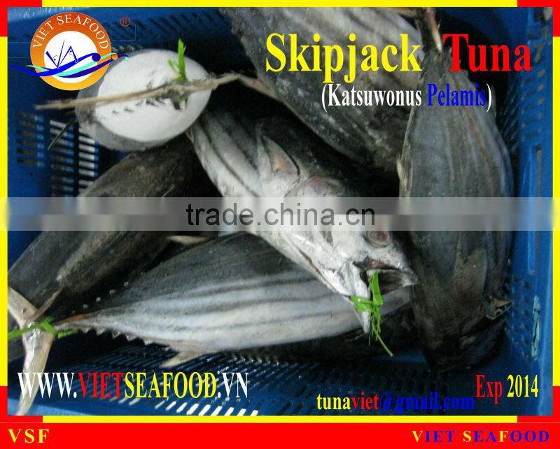 W/R FROZEN SKIPJACK TUNA