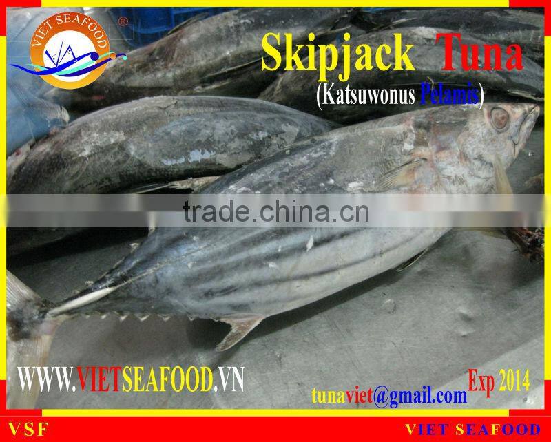 FROZEN SKIPJACK TUNA WHOLE ROUND