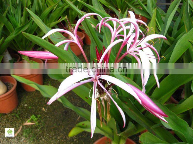 Crinum asiaticum( Spider Lily,Giant Crinum Lily, ) Ornamental Plants