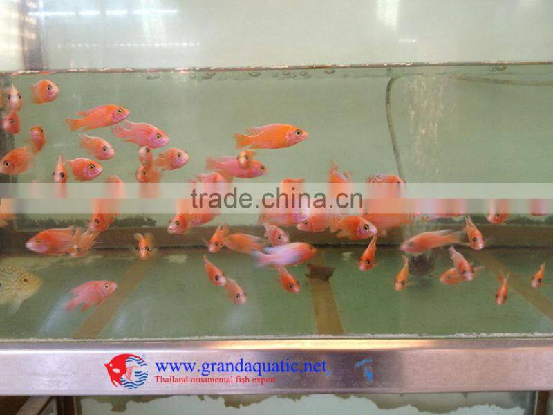 freshwater fish for sale